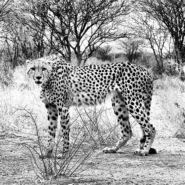 Cheetah stands in thicket looking menacing
